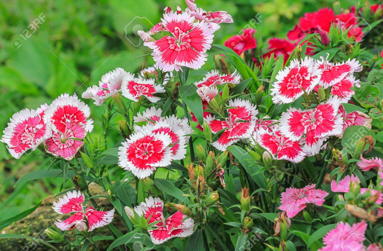 Os Contamos El Significado Simbologia Y El Aroma Del Clavel