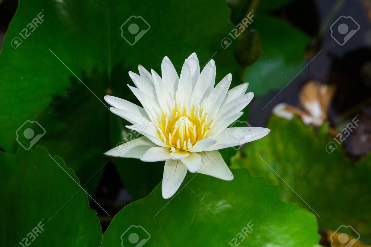 Download White Yellow Lotus Flower And Lotus Flower Plants Water Stock Photo Picture And Royalty Free Image Image 84433586 PSD Mockup Templates