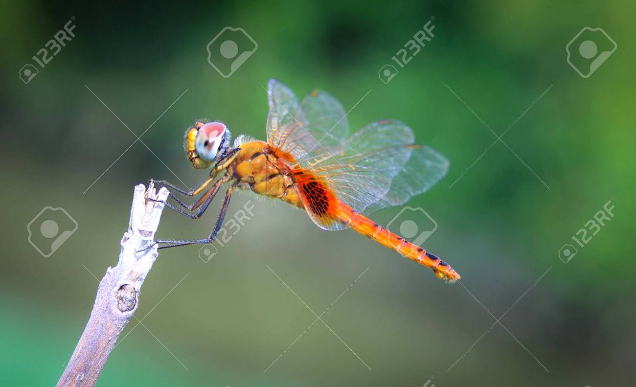 etiam-dictum-ipsum-a-felis