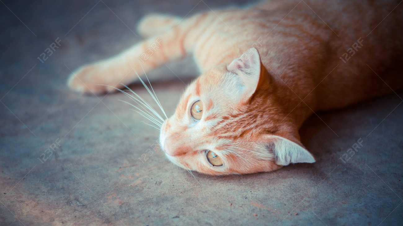 etiam-dictum-ipsum-a-felis