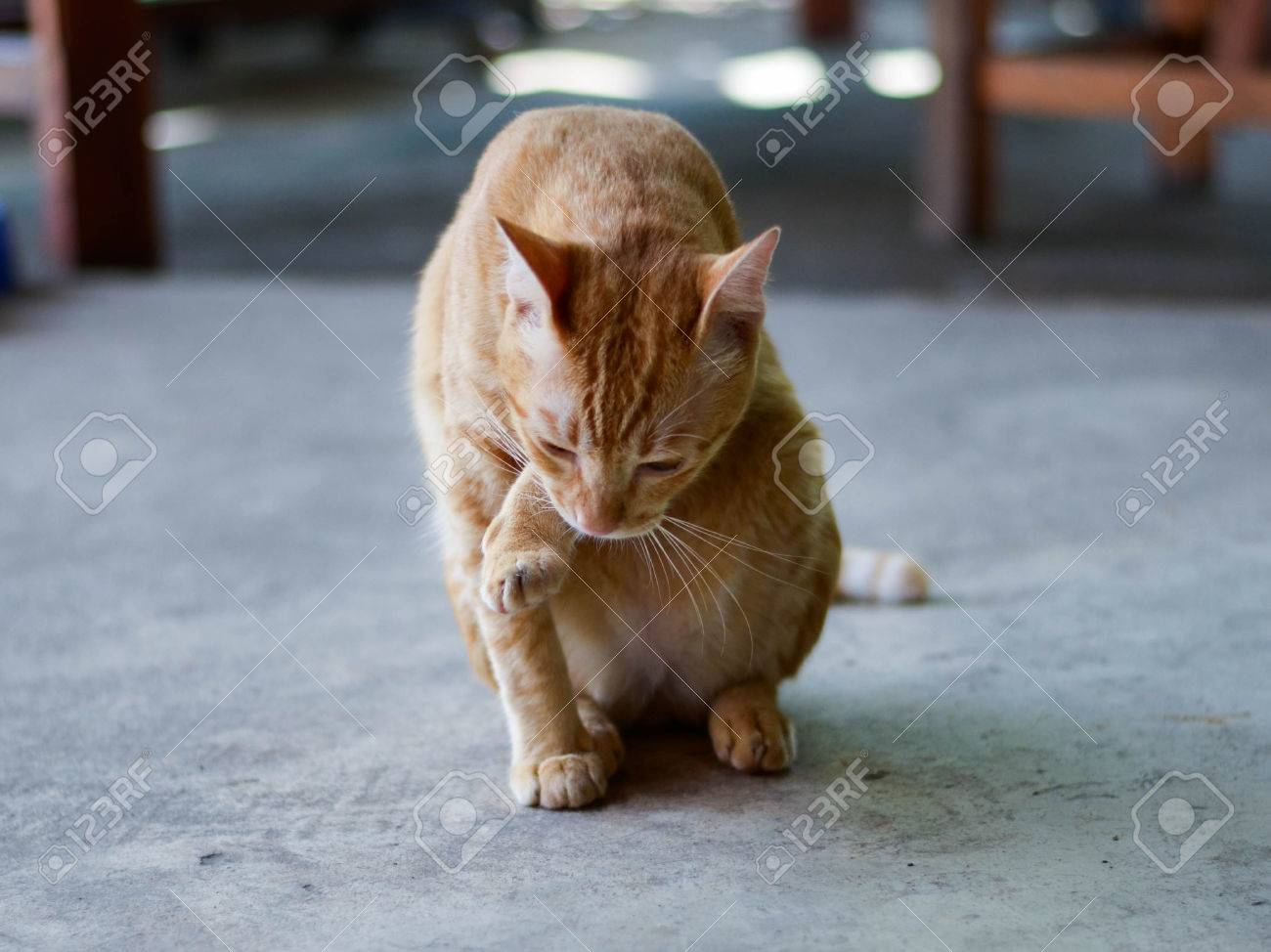 etiam-dictum-ipsum-a-felis