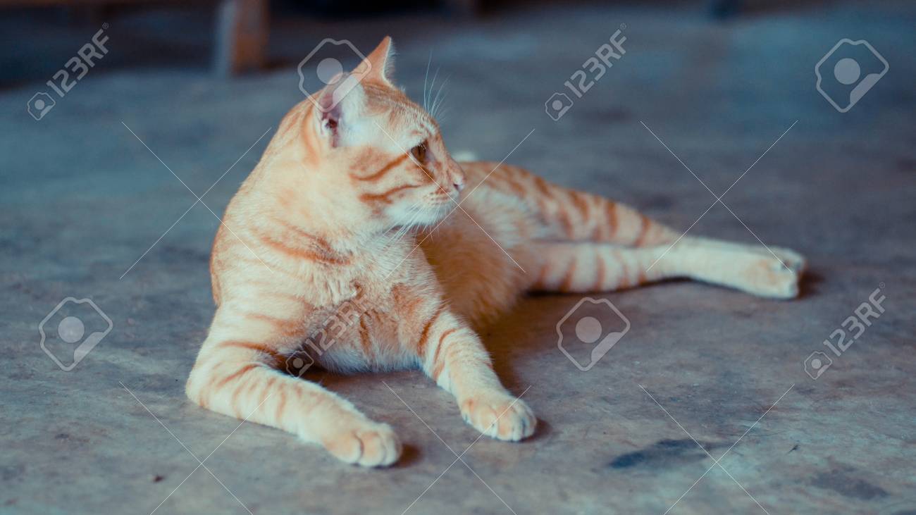 etiam-dictum-ipsum-a-felis