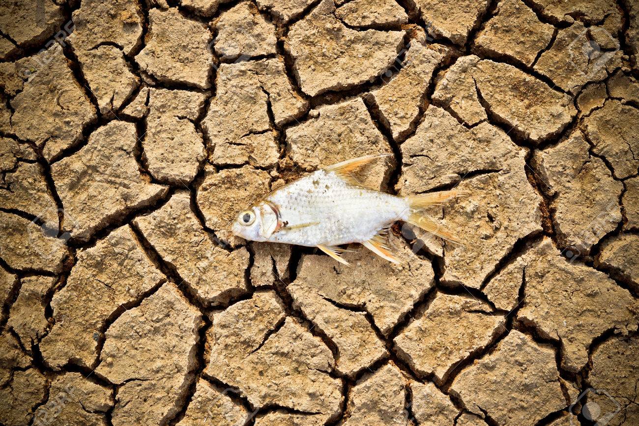 26695184-fish-died-on-cracked-earth-drought-river-dried-up-famine-scarcity-global-warming-natural-destruction-Stock-Photo.jpg