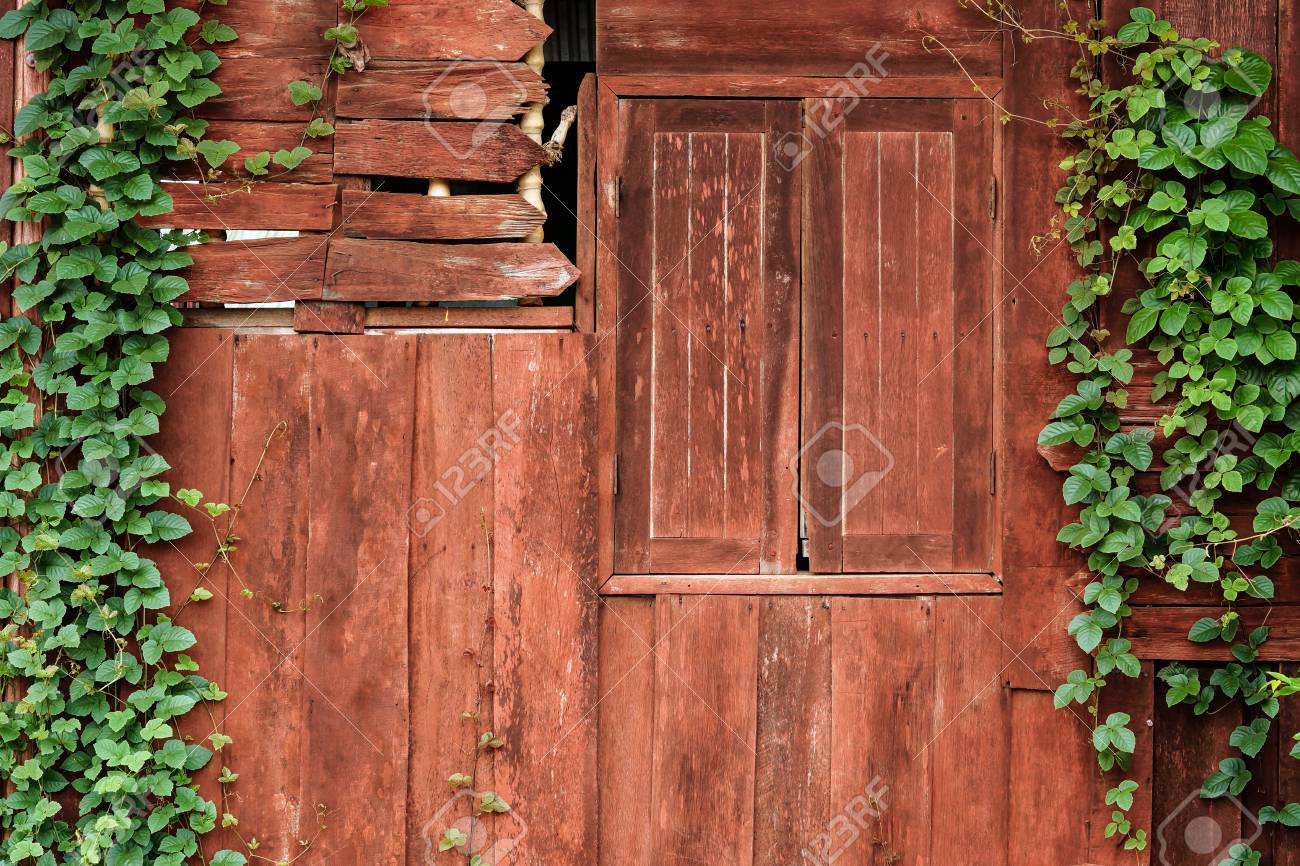 old wooden wall with green creeper plants stock photo picture and