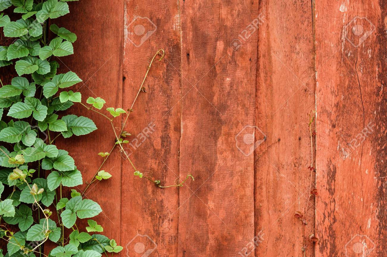old wooden wall with green creeper plants stock photo picture and