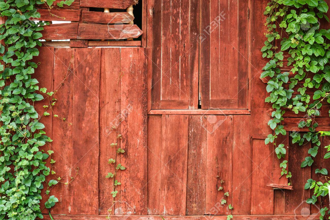 old wooden wall with green creeper plants stock photo picture and