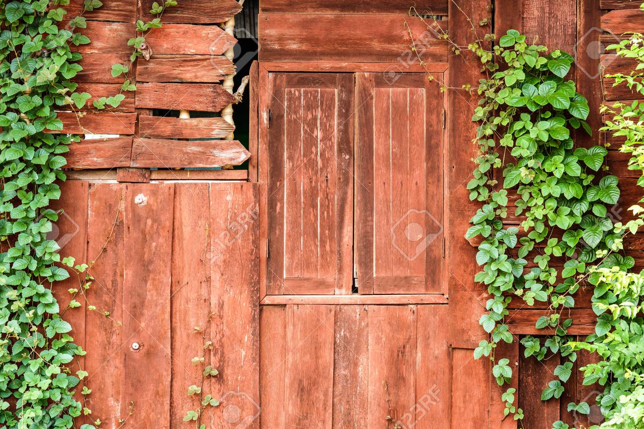 old wooden wall with green creeper plants stock photo picture and