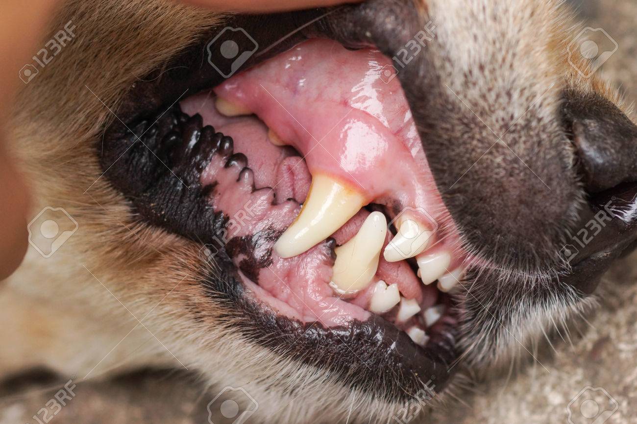 dogs canine teeth stock photo picture and royalty free image canine teeth