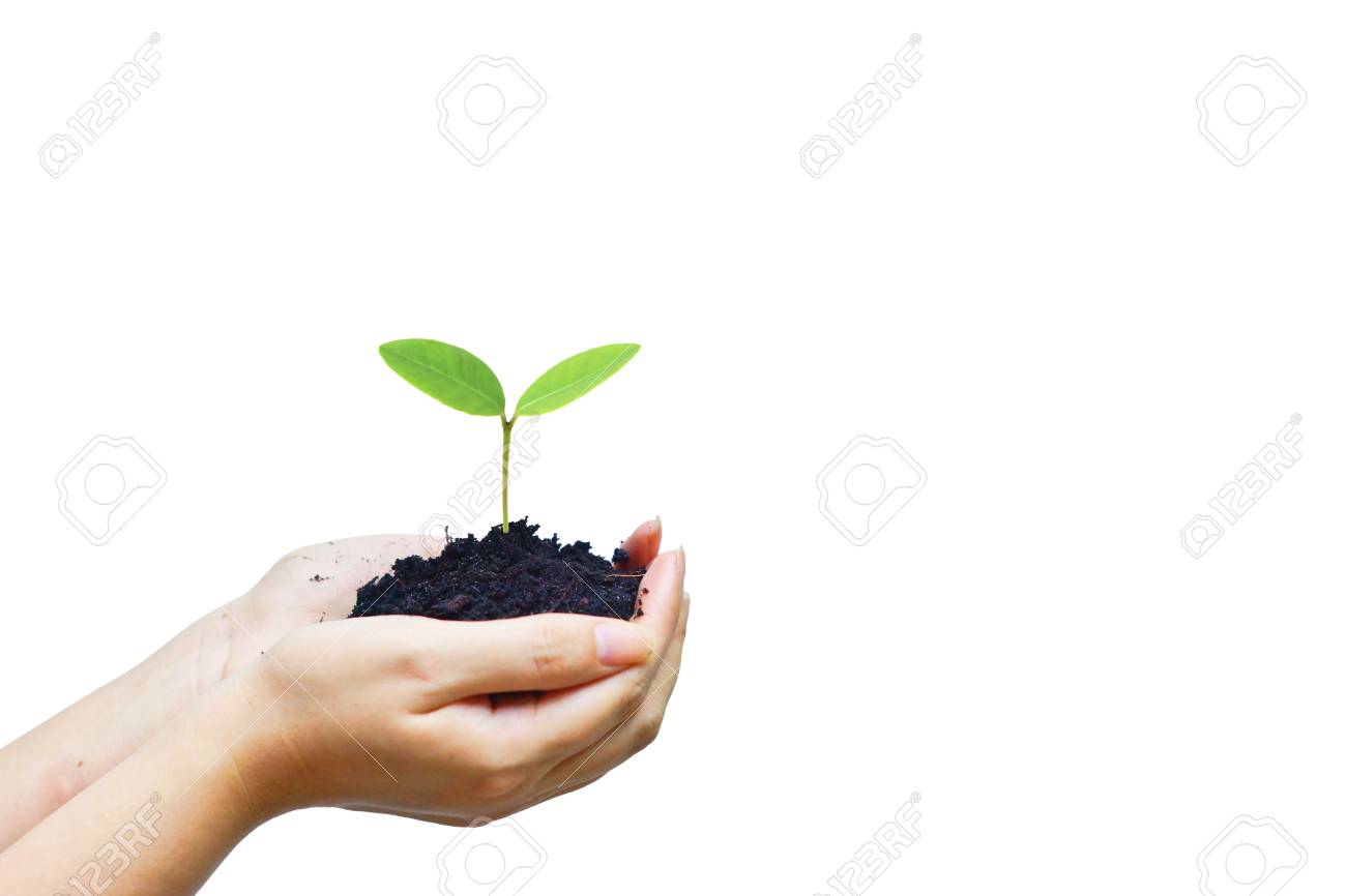 Une Main Tenant Un Arbre Bebe Jeune Isole Proteger Et Conserver Le Concept De La Nature Banque D Images Et Photos Libres De Droits Image