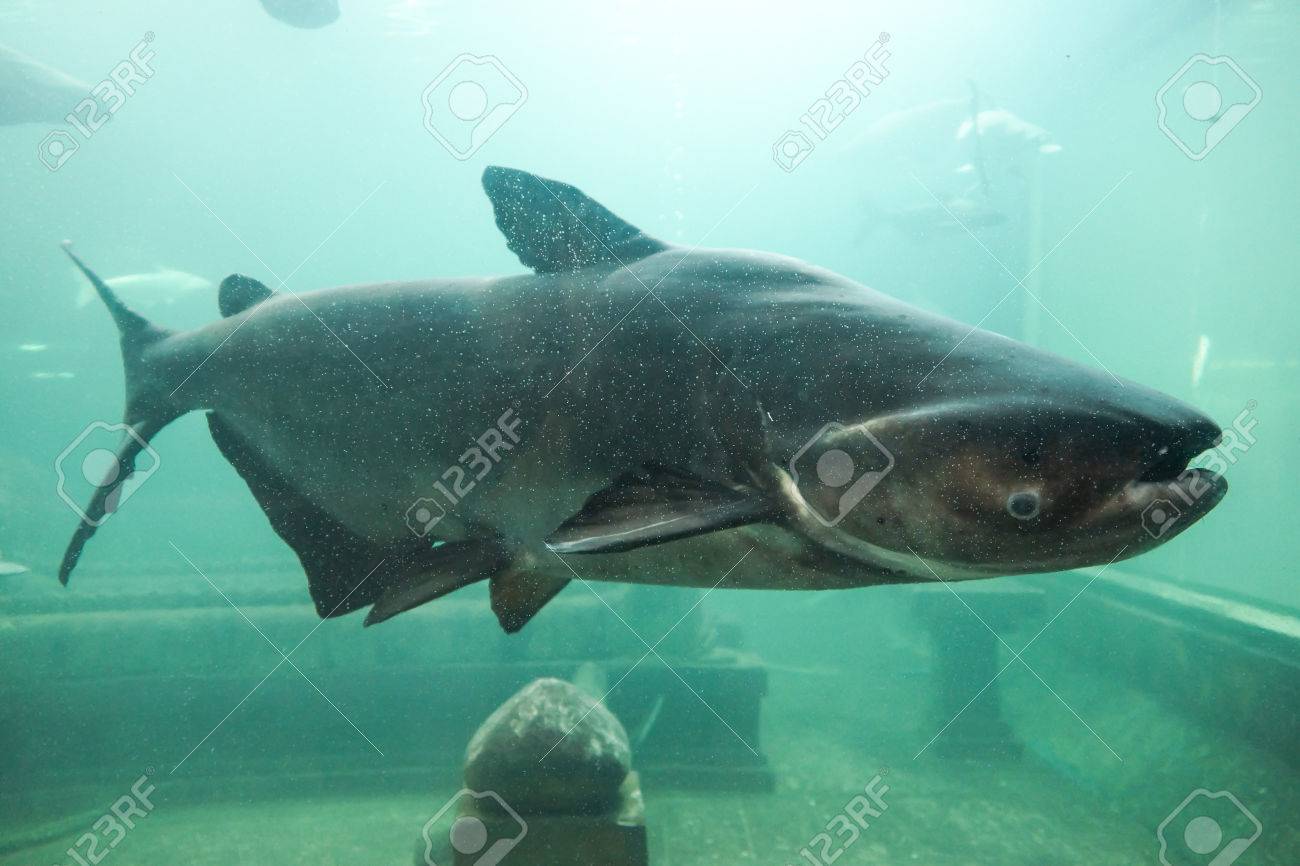 メコンの巨大ナマズ Pangasianodon ギガス の写真素材 画像素材 Image