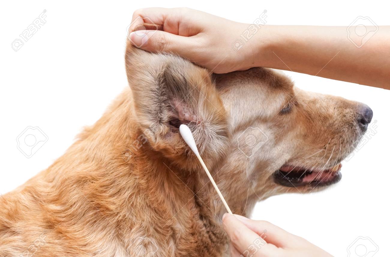Using cotton swabs to clean dog's ear / Pet care concept - 89588257 Using cotton swabs to clean dog's ear / Pet care concept - 89588257