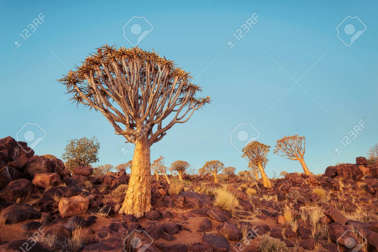 quiver tree forest in