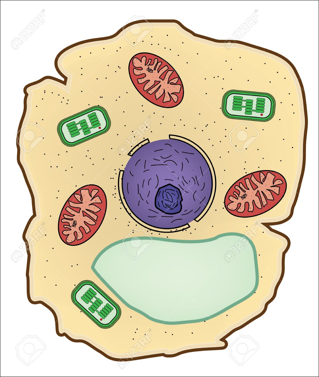植物細胞の構造 細胞の解剖学のベクトル イラスト のイラスト素材 ベクタ Image