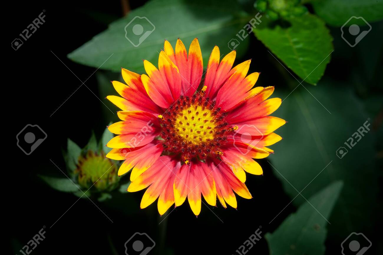 etiam-dictum-ipsum-a-felis