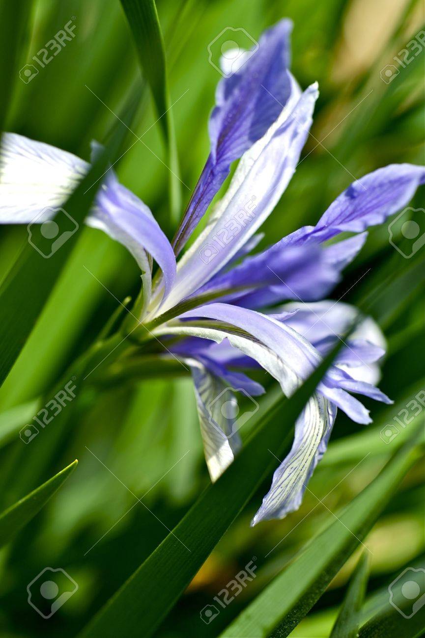 アイリス プラント アイリス花 青い大きなアイリスの草を花します 自然写真コレクション の写真素材 画像素材 Image