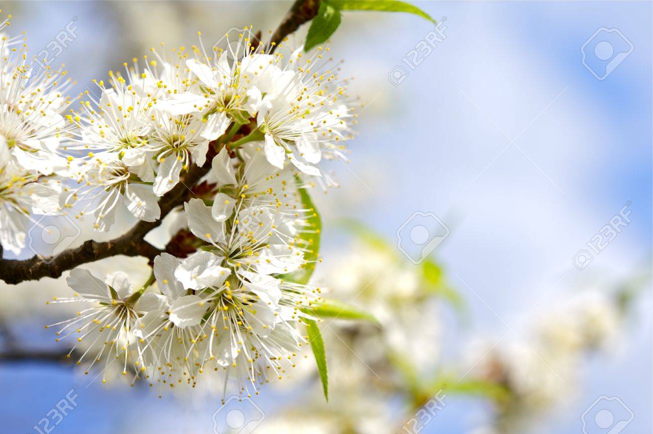 開花野生プラム 野生のプラムの花クローズ アップ早いばねの花盛りの木自然写真集 の写真素材 画像素材 Image 1270 開花野生プラム 野生のプラムの花クローズ アップ早いばねの花盛りの木自然写真集 の写真素材 画像素材 Image 1270