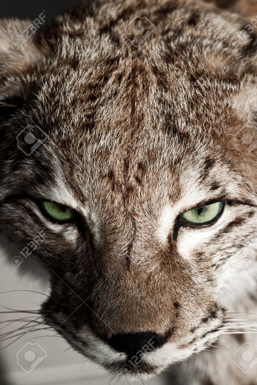 野生の Lynx クローズ アップ垂直写真 野生の緑の Lynx の目 動物写真集 の写真素材 画像素材 Image