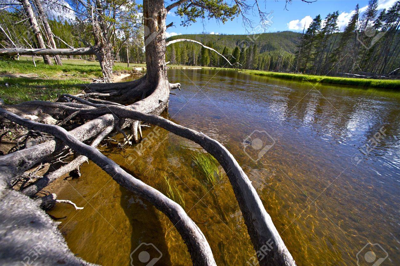 Gibbon River Yellowstone Landscape Crystal Clear Waters Of Gibbon
