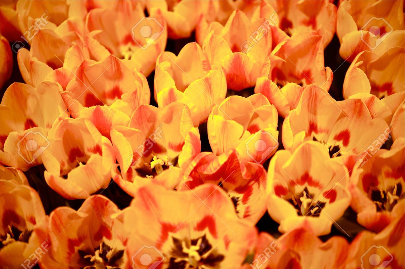 red orange tulips bunch tulips closeup flowers photo collection