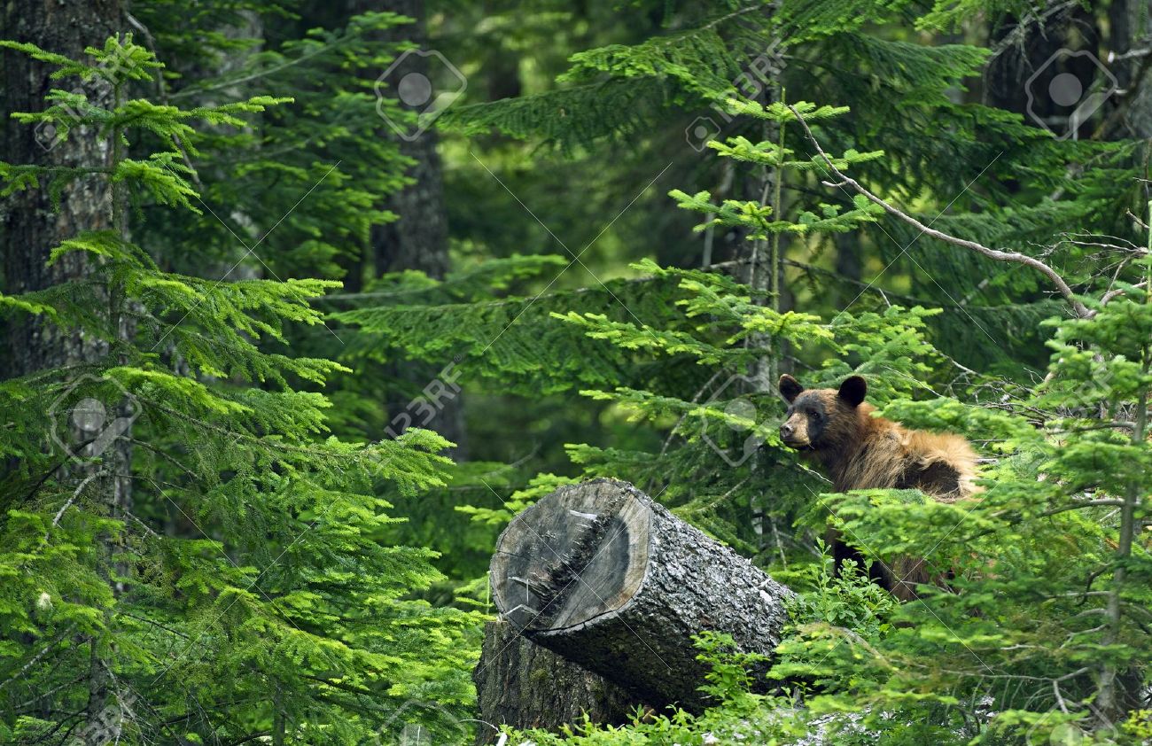 森林保護区 ブリティッシュ コロンビア カナダの黒い熊 ツキノワグマ彼の生息地で カナダの野生動物の写真のコレクション の写真素材 画像素材 Image