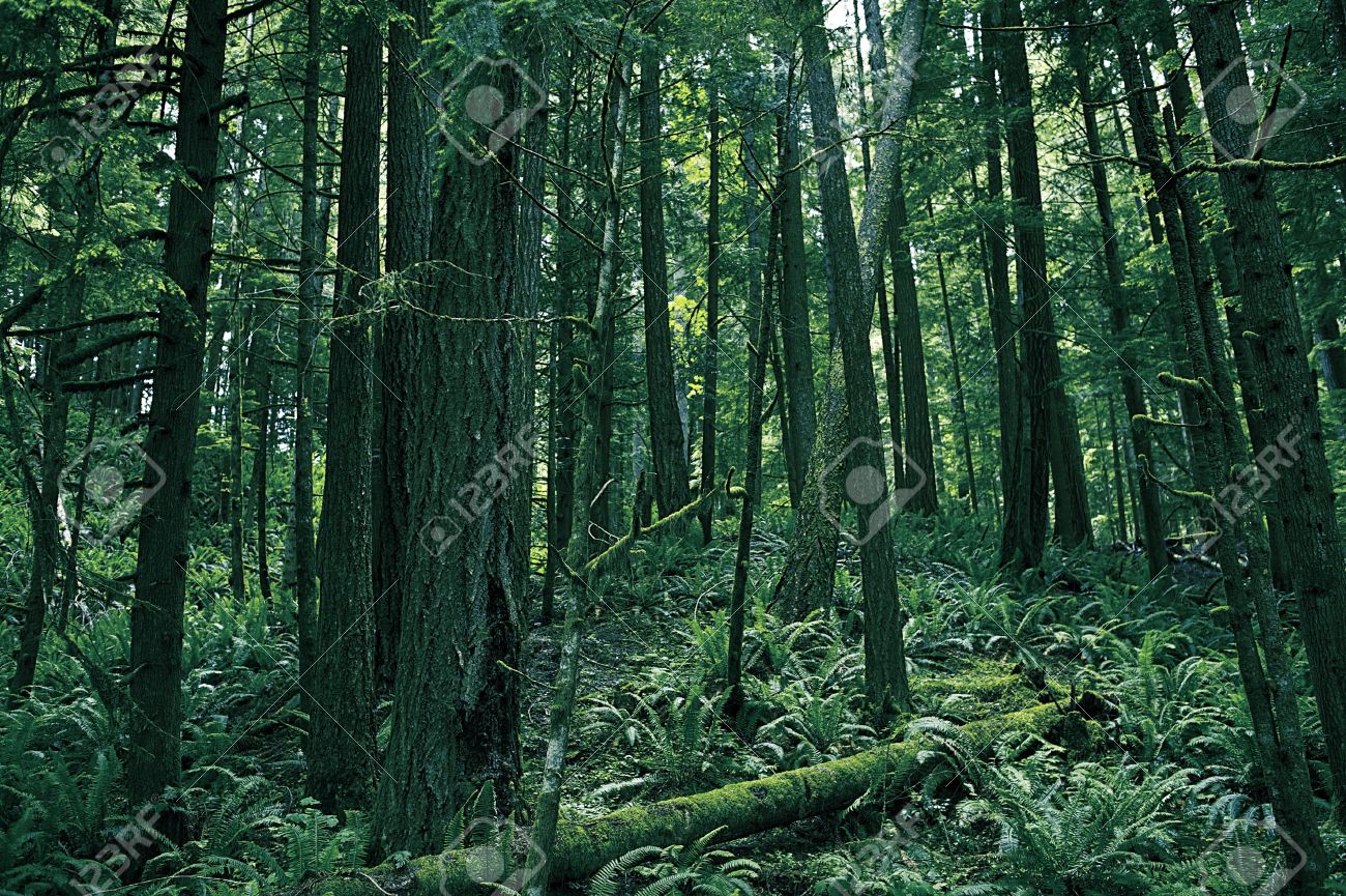 Rainforest Of Washington Washington State Photography Collection Rainforest of Washington Washington State Photography Collection Forest Landscape Stock Photo - 15027873 - Rainforest Of Washington Washington State Photography Collection