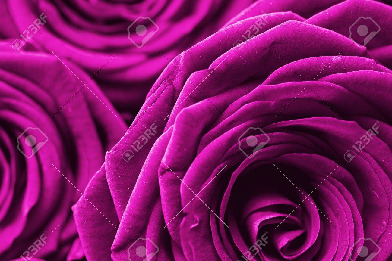 紫色のバラの芽写真背景の紫色のバラ背景の花写真集 の写真素材 画像素材 Image