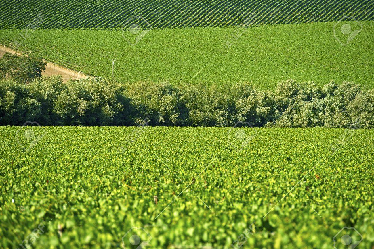 グリーンは カリフォルニア州内のフィールドを生成します 農業写真集 の写真素材 画像素材 Image