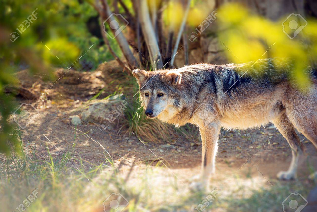 メキシコオオカミ ロボとも呼ばれます シエラマドレ山脈 カニスルプス結果 へのネイティブです の写真素材 画像素材 Image