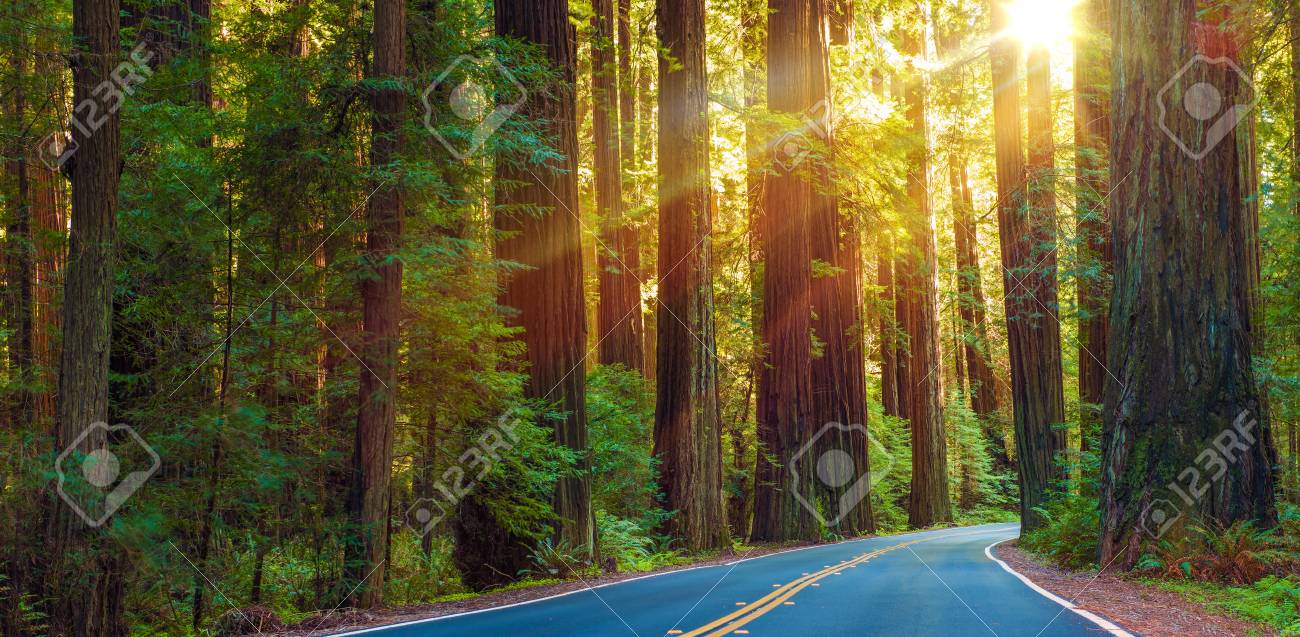 Redwood National Park Photos, Download The BEST Free Redwood National Park  Stock Photos \u0026 HD Images, image size:1300x637