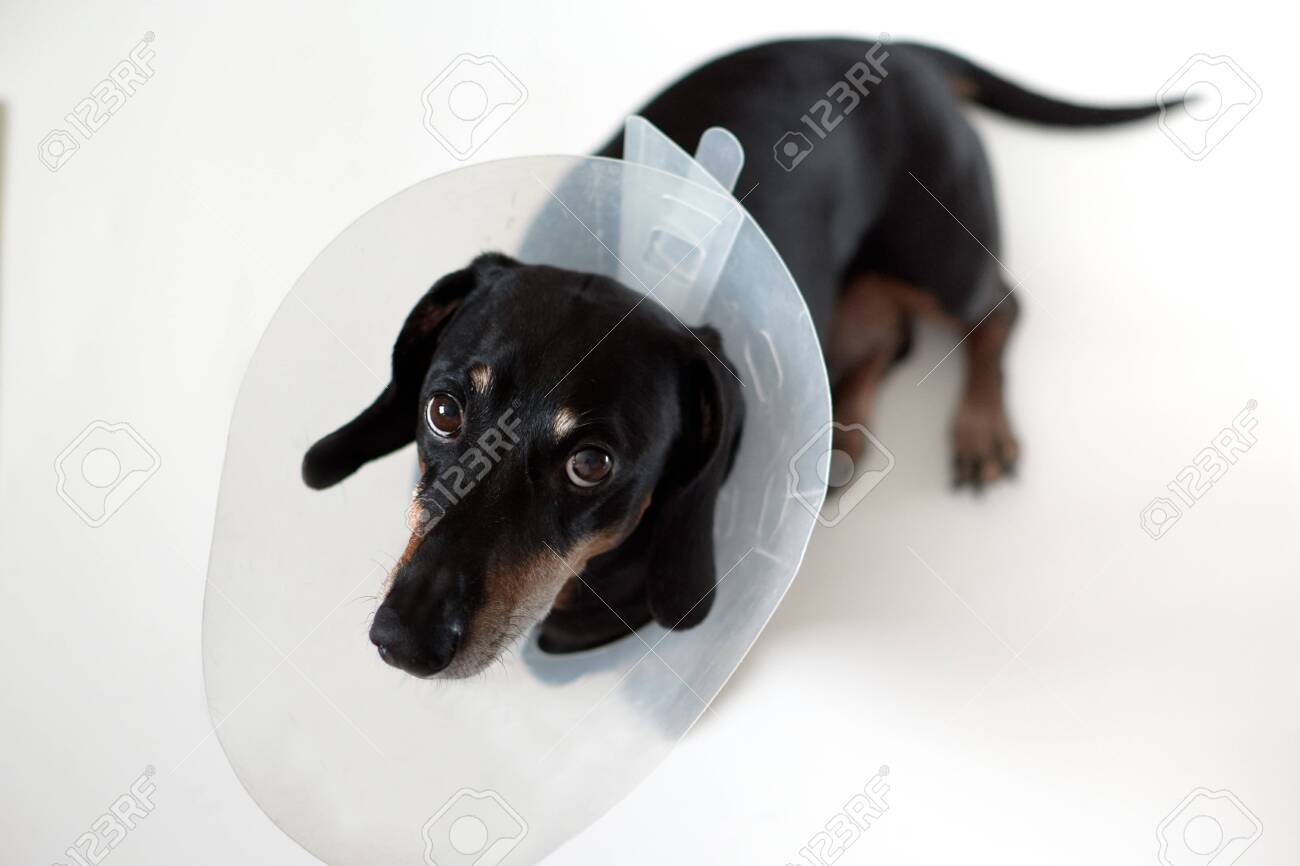 plastic elizabethan collar