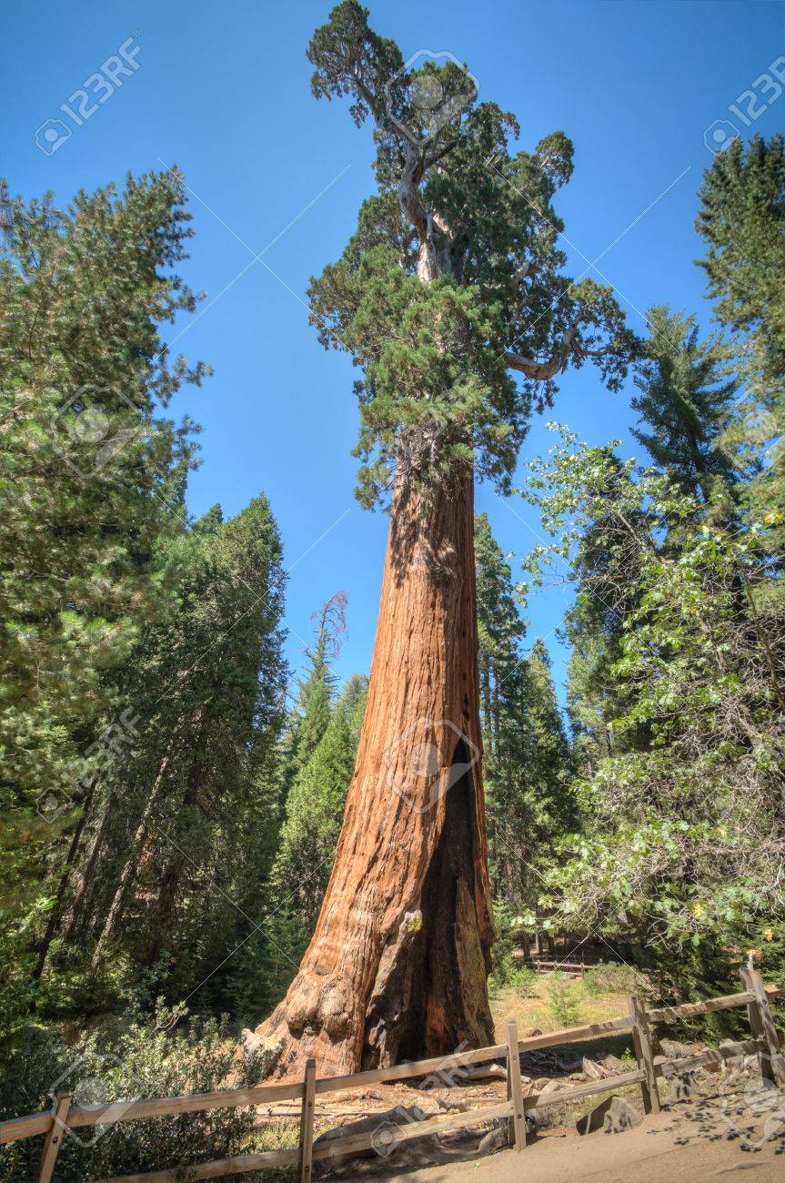 セコイア国立公園の背の高い木のパノラマ の写真素材 画像素材 Image