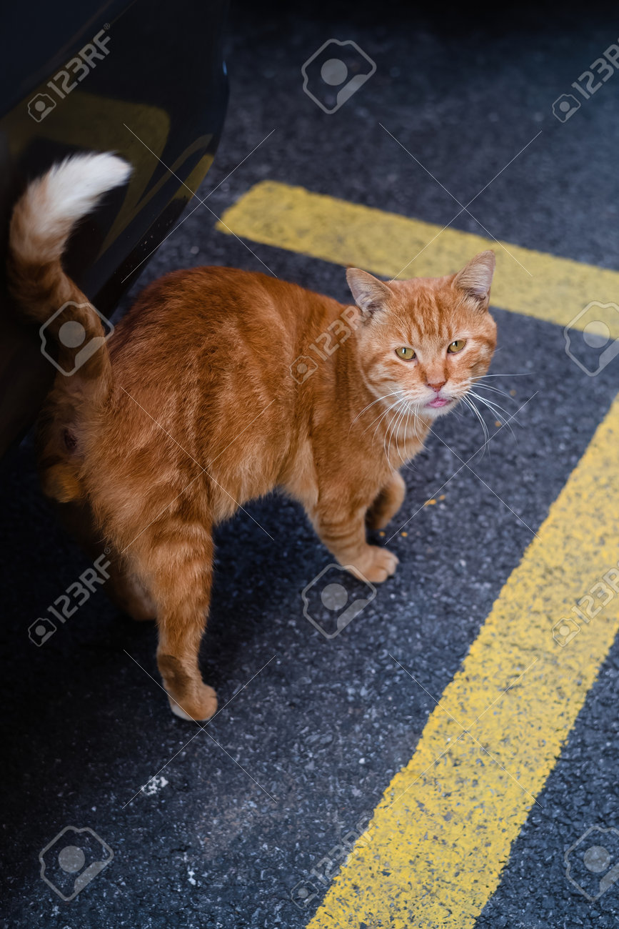 etiam-dictum-ipsum-a-felis