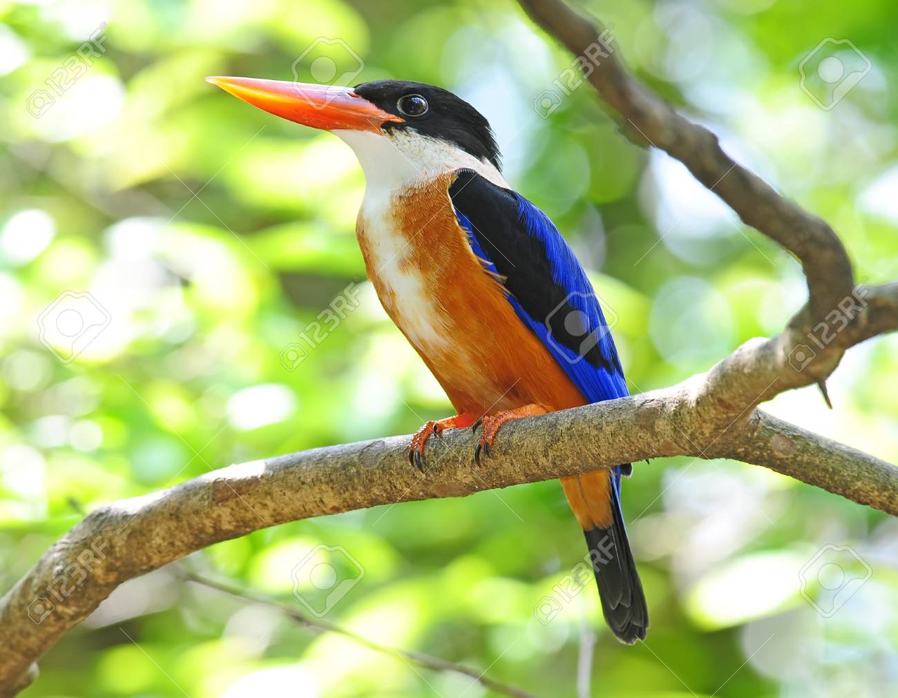 カラフルな鳥ヤマショウビンの写真素材・画像素材 Image 28132364