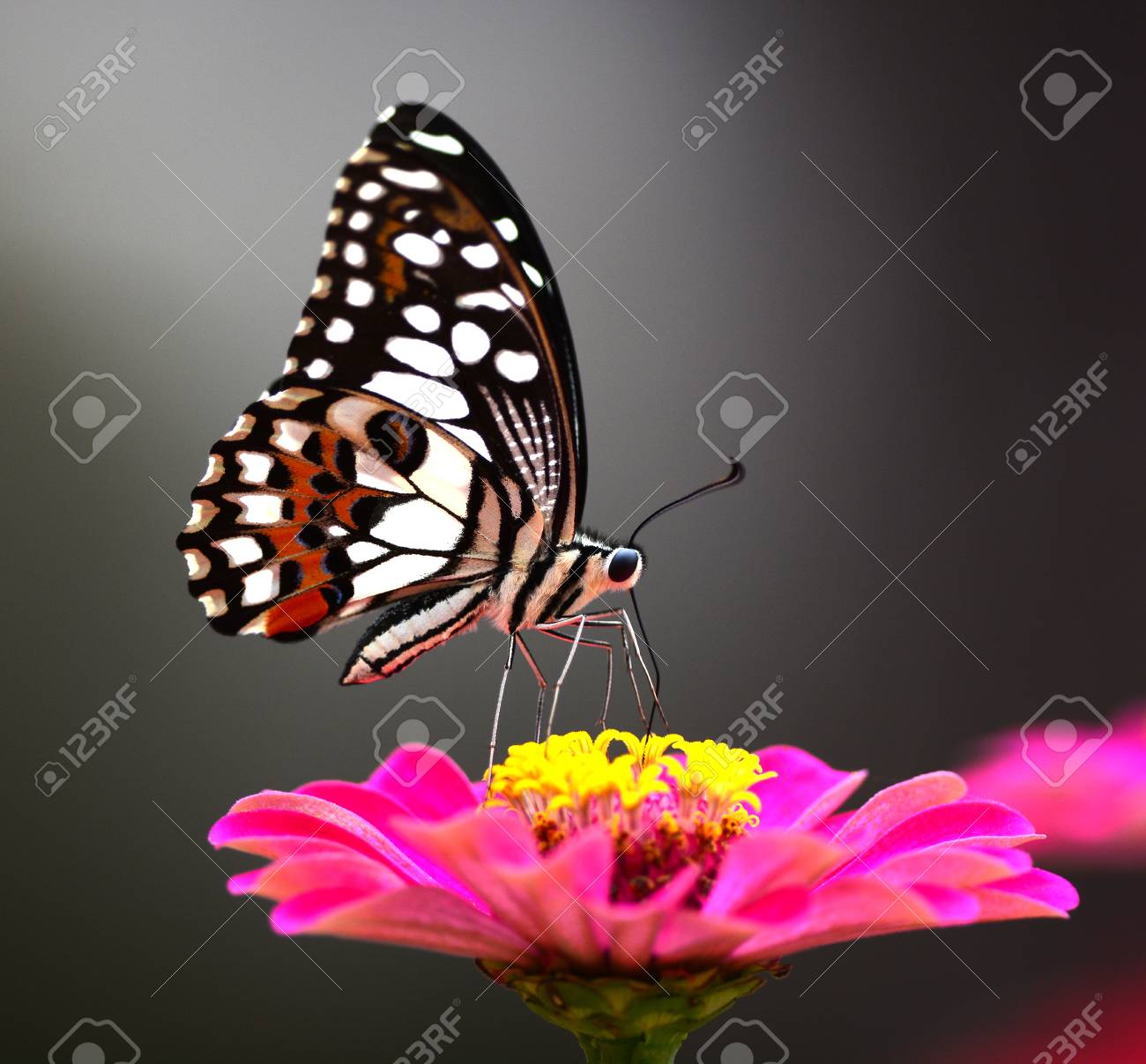 ピンクの花のように美しい蝶 の写真素材 画像素材 Image ピンクの花のように美しい蝶 の写真素材 画像素材 Image