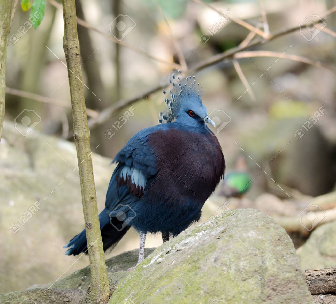 etiam-dictum-ipsum-a-felis