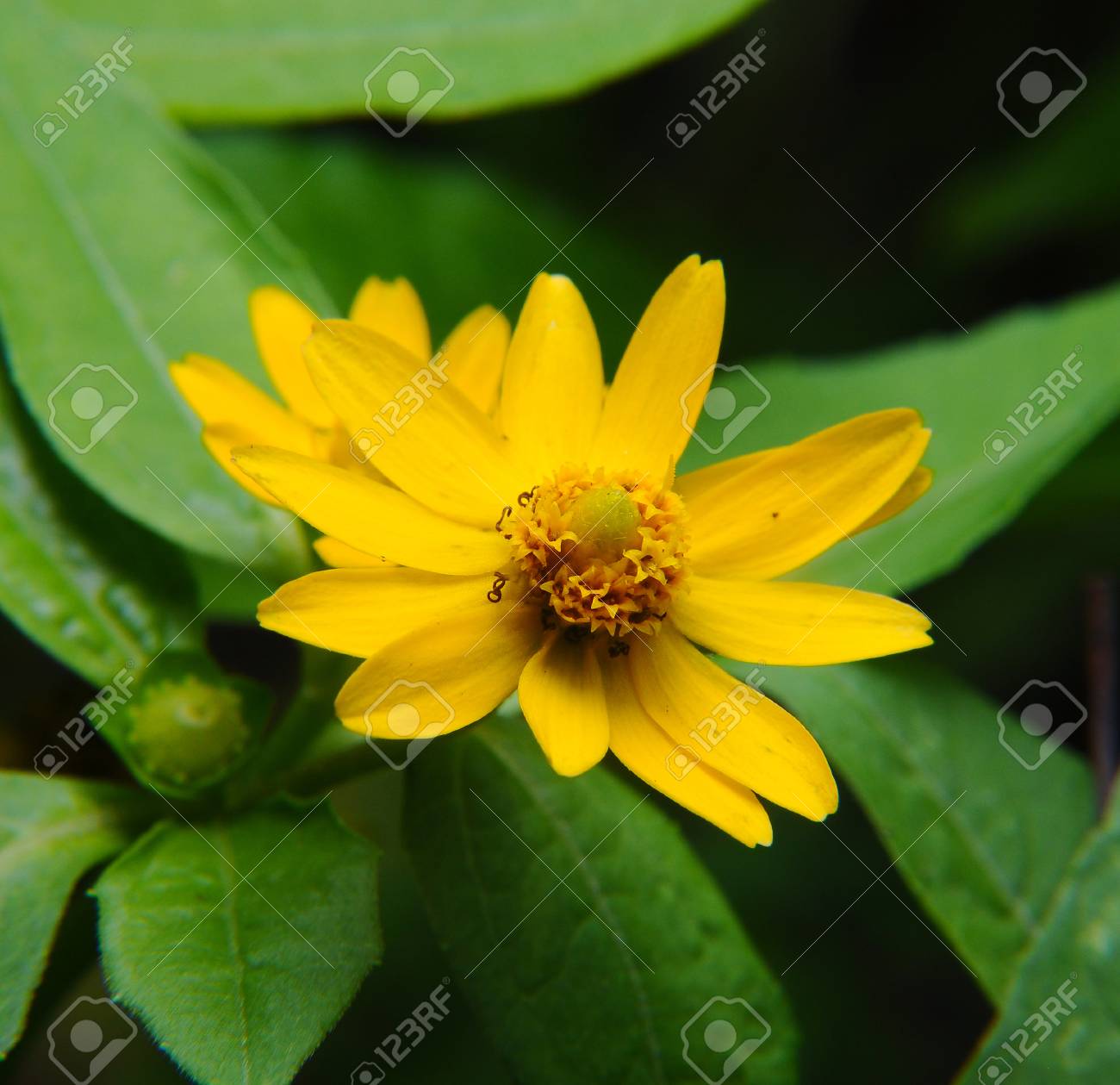 etiam-dictum-ipsum-a-felis