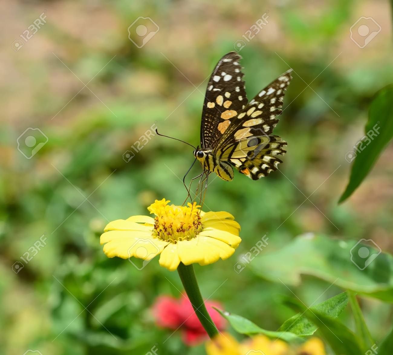 花の美しい蝶 の写真素材 画像素材 Image 花の美しい蝶 の写真素材 画像素材 Image
