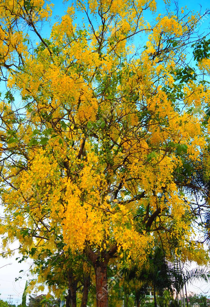 62 以上節約 ゴールデンシャワーツリー 実生1苗 Videditor Creadev Ma 62 以上節約 ゴールデンシャワーツリー 実生1苗 Videditor Creadev Ma