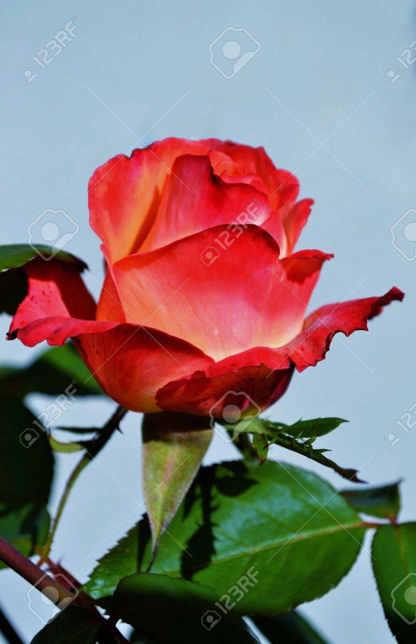 Close Up Of Beautiful Red And Yellow Rose Stock Photo Picture And