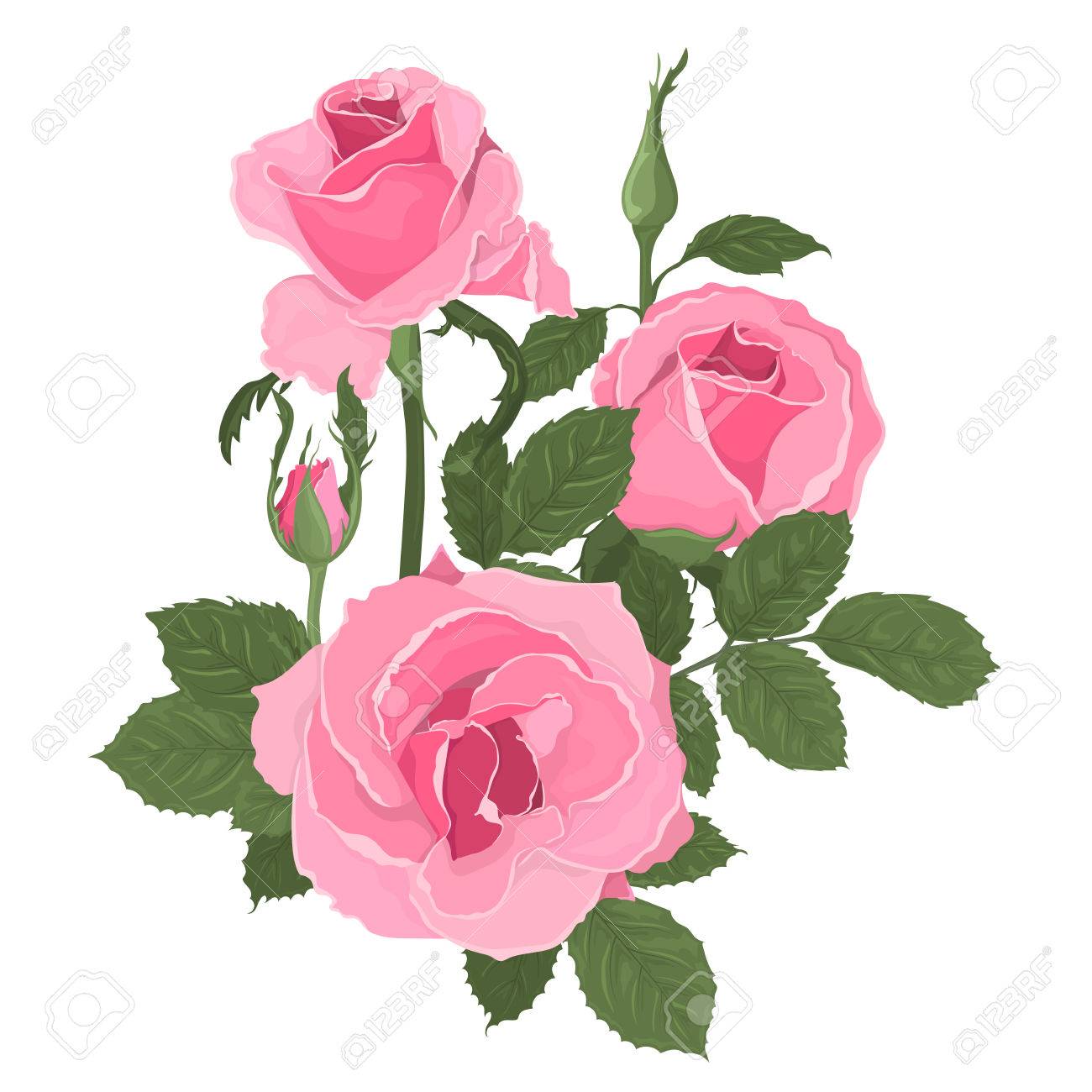 Pink Roses Bouquet With Leaves Isolated Hand Drawn Vector Royalty Free Cliparts Vectors And Stock Illustration Image