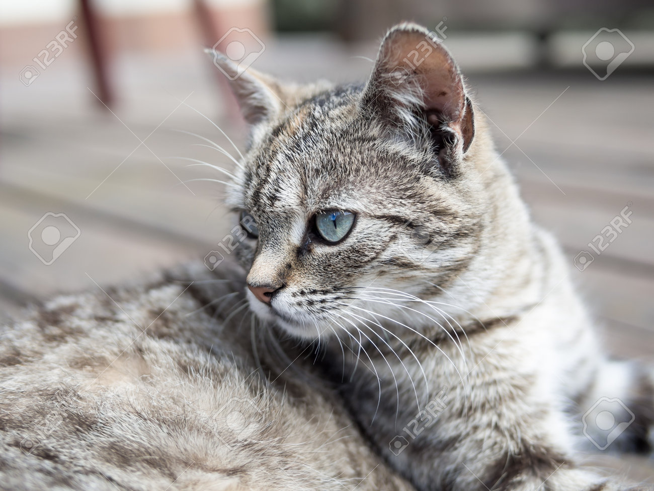 Cat lying on a wood and watching soft colours Stock Photo - 42757233