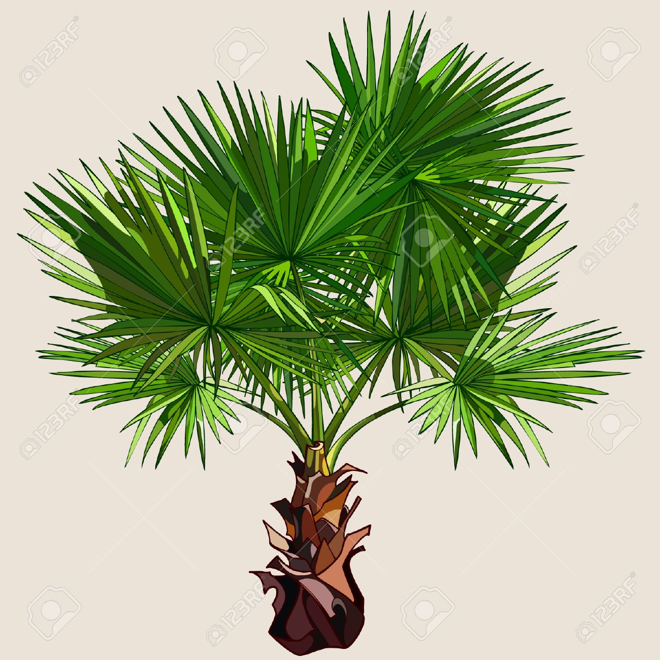 Small Palm Tree With Spreading Leaves Royalty Free Cliparts