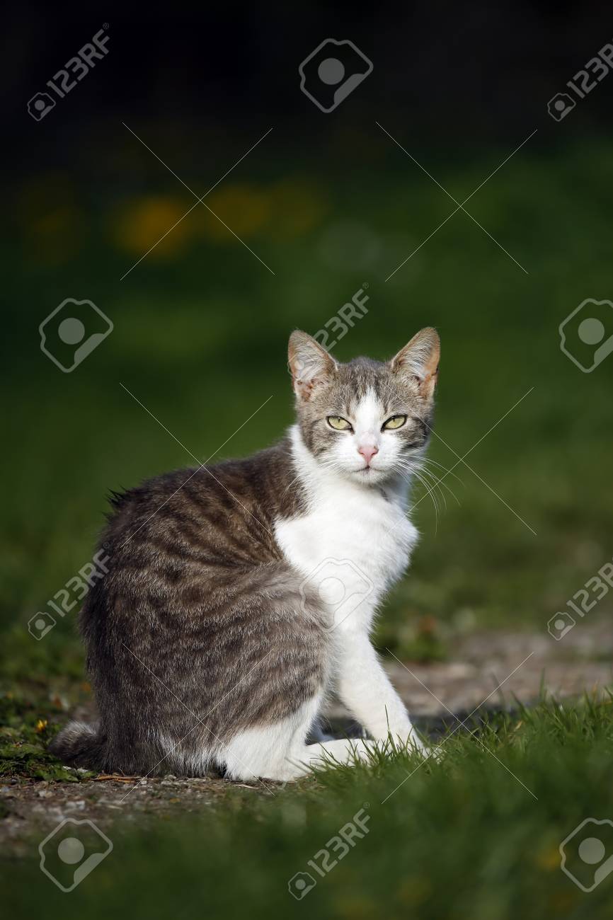 Allemagne Bade Wurtemberg Chat Blanc Tigré Gris Felis Silvestris Catus Assis Sur Le Pré