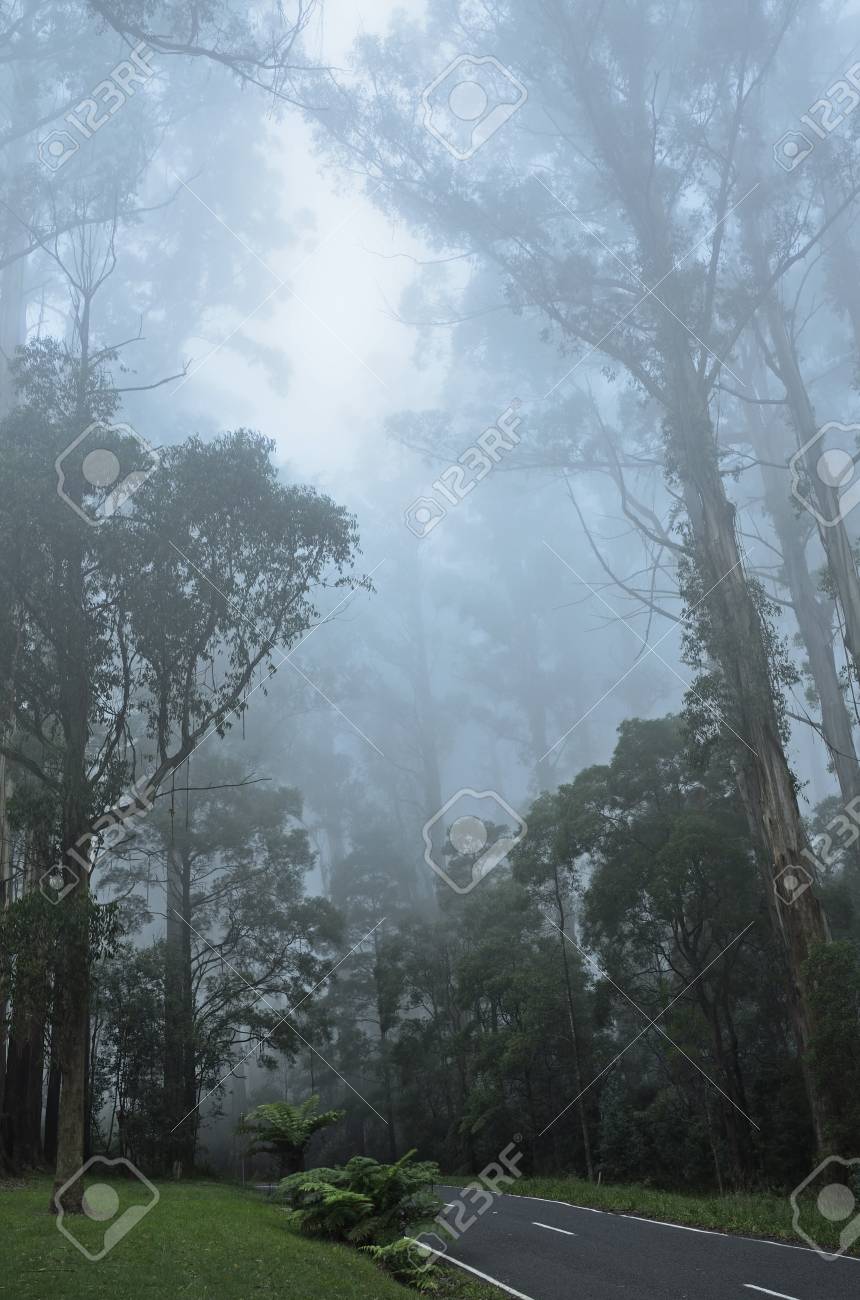 australia victoria dandenong ranges