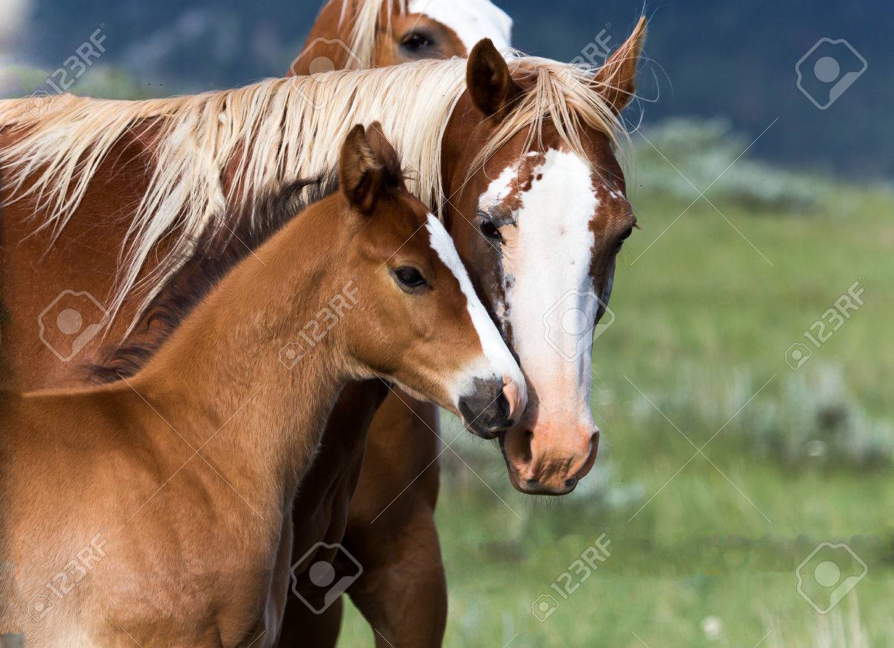 Mother and Baby Horse