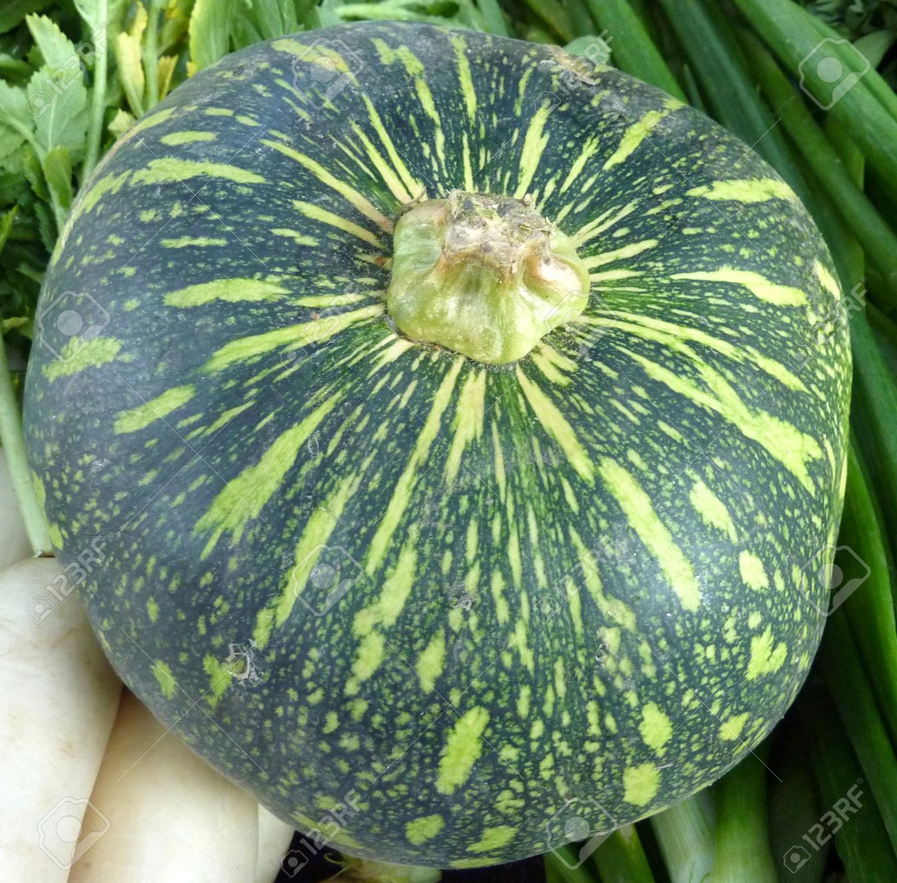 Cucurbita Moschata, Commonly Sold In Indian Markets Under The Name Kadu,  Petha Or Sita Phal Young Fruit Green With Yellowish-white Patches Flesh  Initially Light Yellow Turning Orange Yellow When Ripe Commonly Cooked, image size:1300x1280