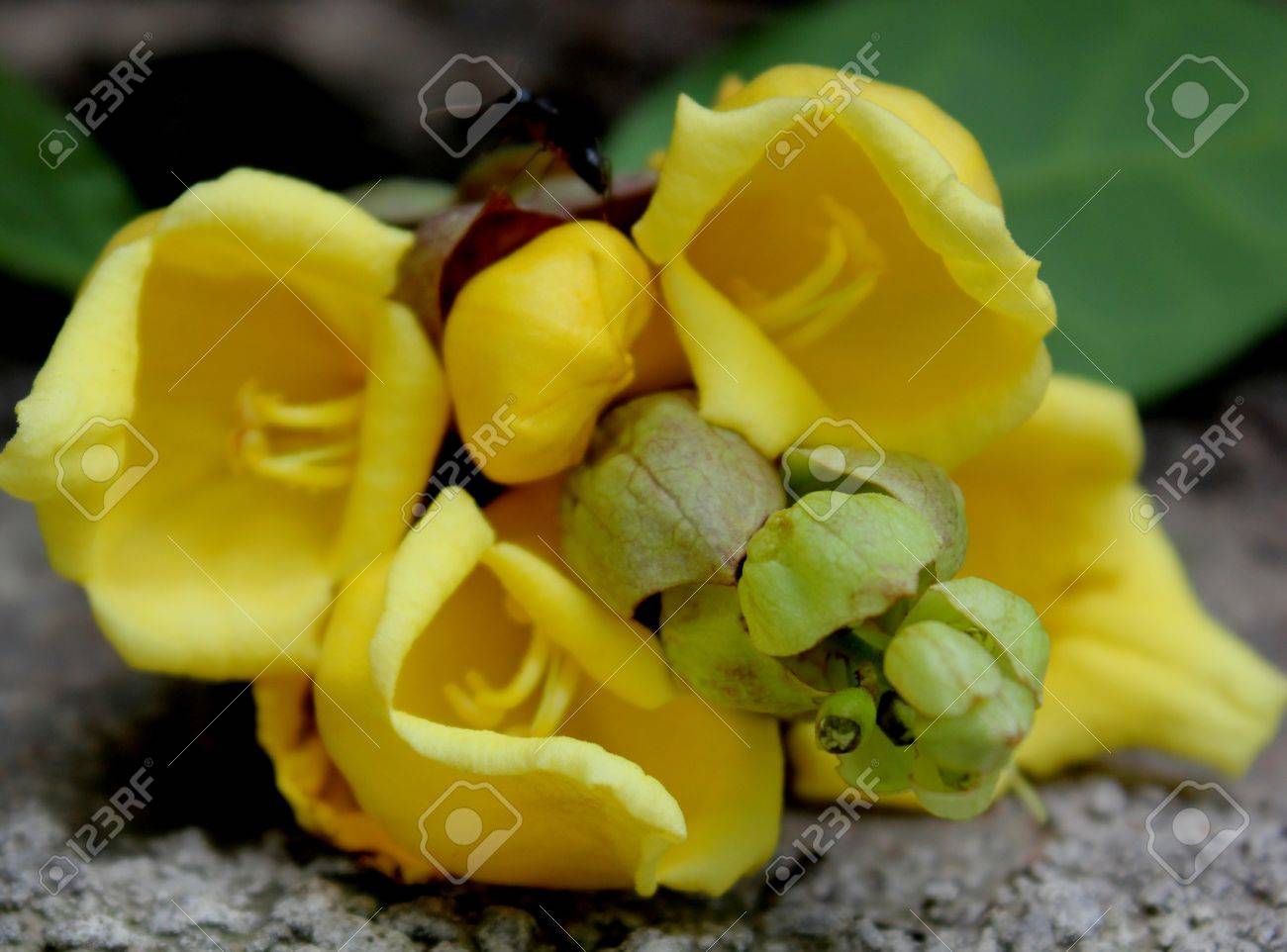 オウムのくちばし ハリネズミ 無機 Philippensis 常緑低木または垂れ下がった枝 単純な葉と大きな内在の苞葉を持つ穂状花序の黄色い花と木 の写真素材 画像素材 Image