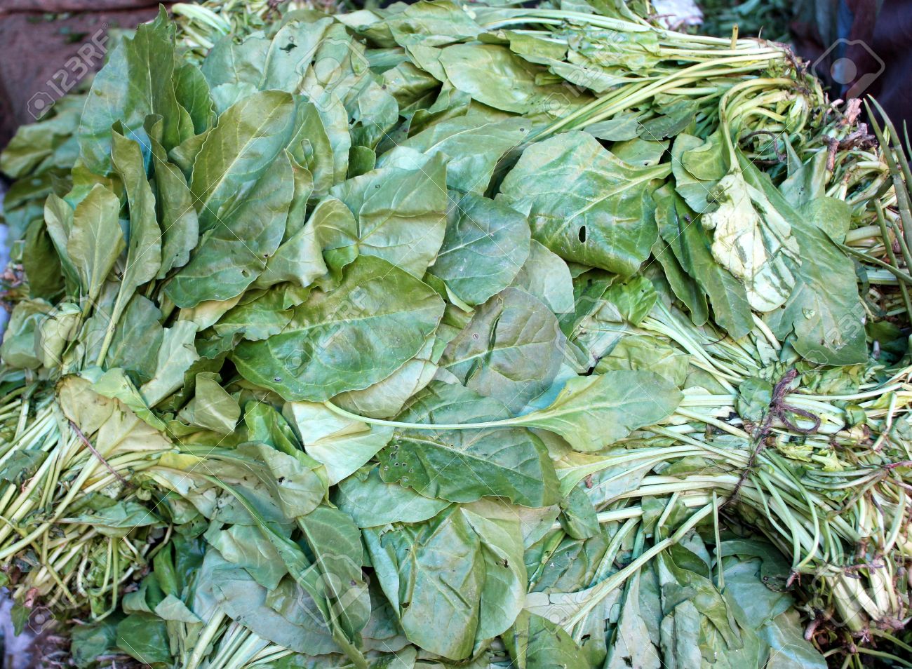 https://previews.123rf.com/images/westhimal/westhimal1311/westhimal131100068/23653361-indian-spinach-palak-palangi-beet-leaf-beta-vulgaris-subsp-maritima-syn-beta-bengalensis-grown-as-le.jpg