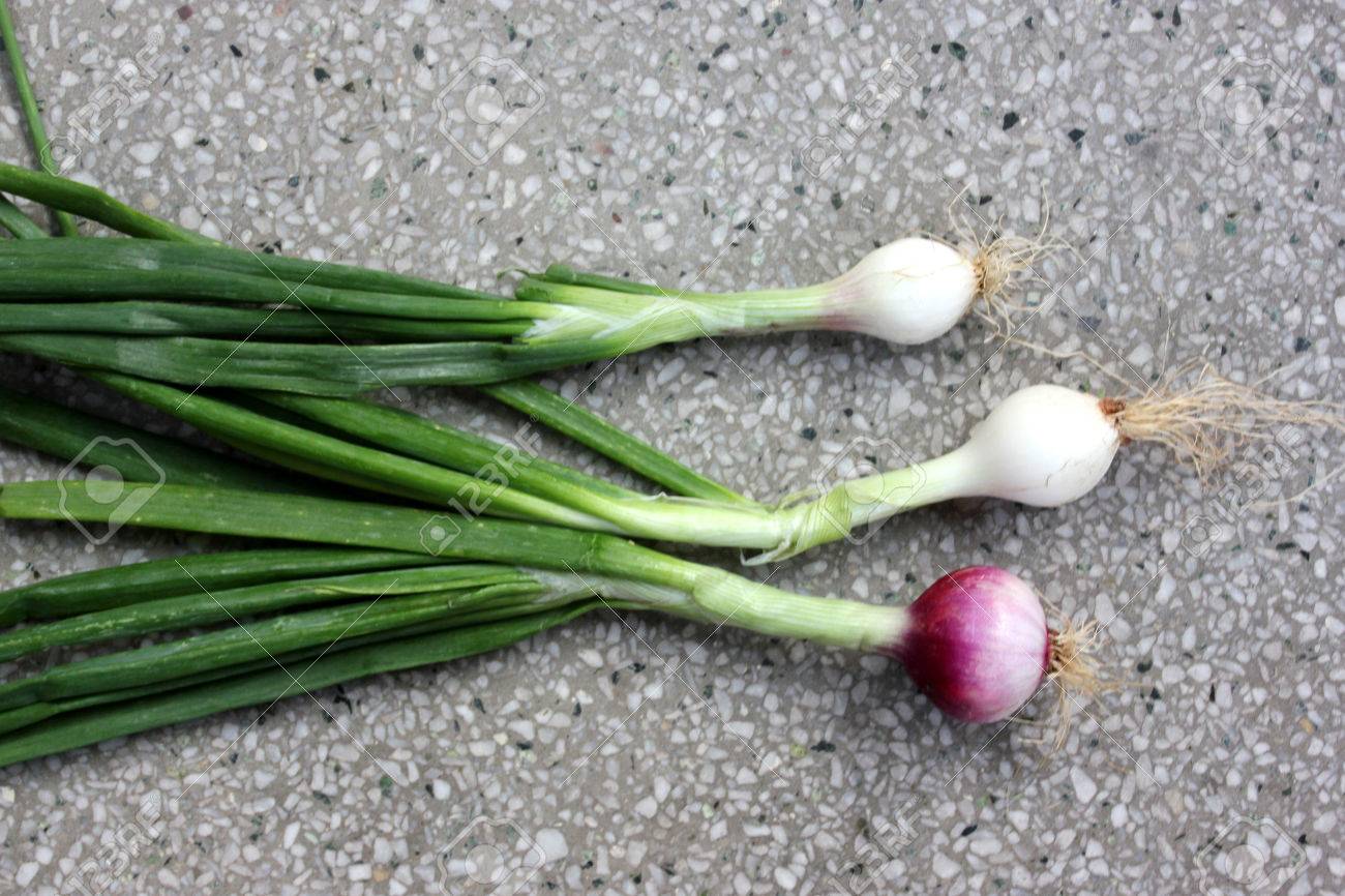 Spring Onion Allium Cepa Bulbous Plant With Mature Bulbs Covered With Red Paper Sheaths Used As Vegetable And Salad And In Spices Stock Photo Picture And Royalty Free Image Image
