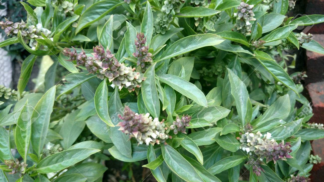 Resultado de imagen para Ocinum basilicun L partes